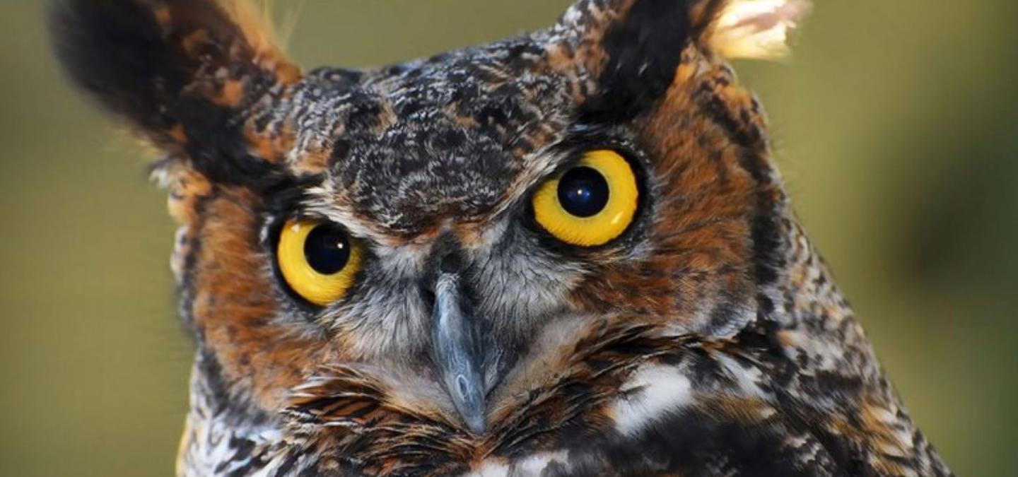 Great Horned Owl