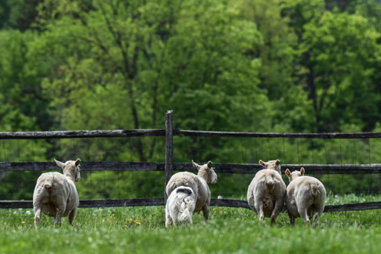 Collie herding sheep.