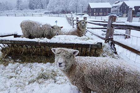 Three sheep in the snow.