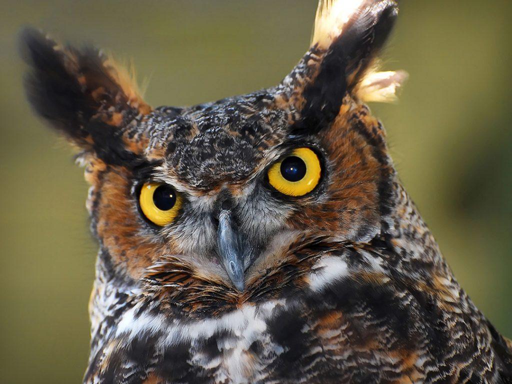 Great-horned owl