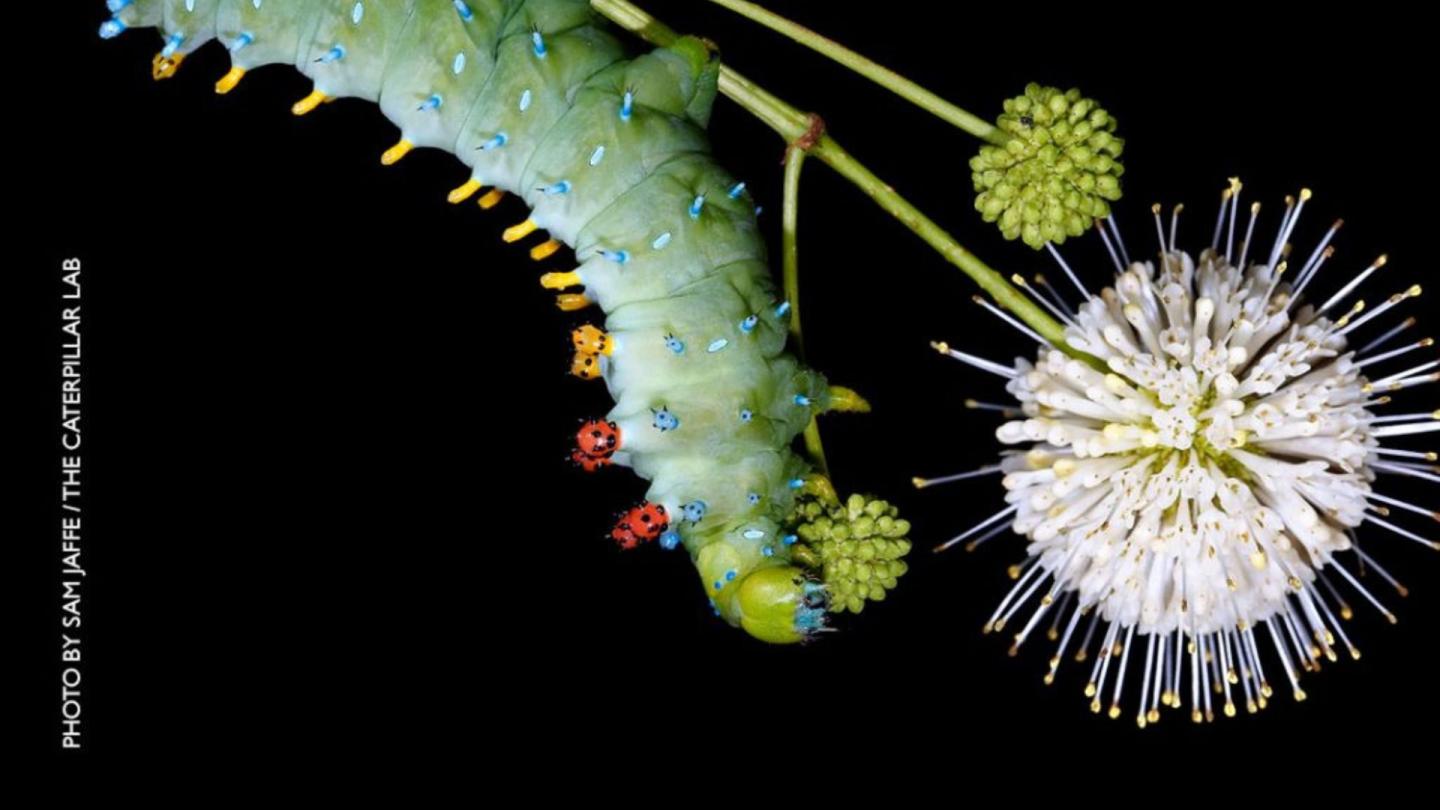 Caterpillar