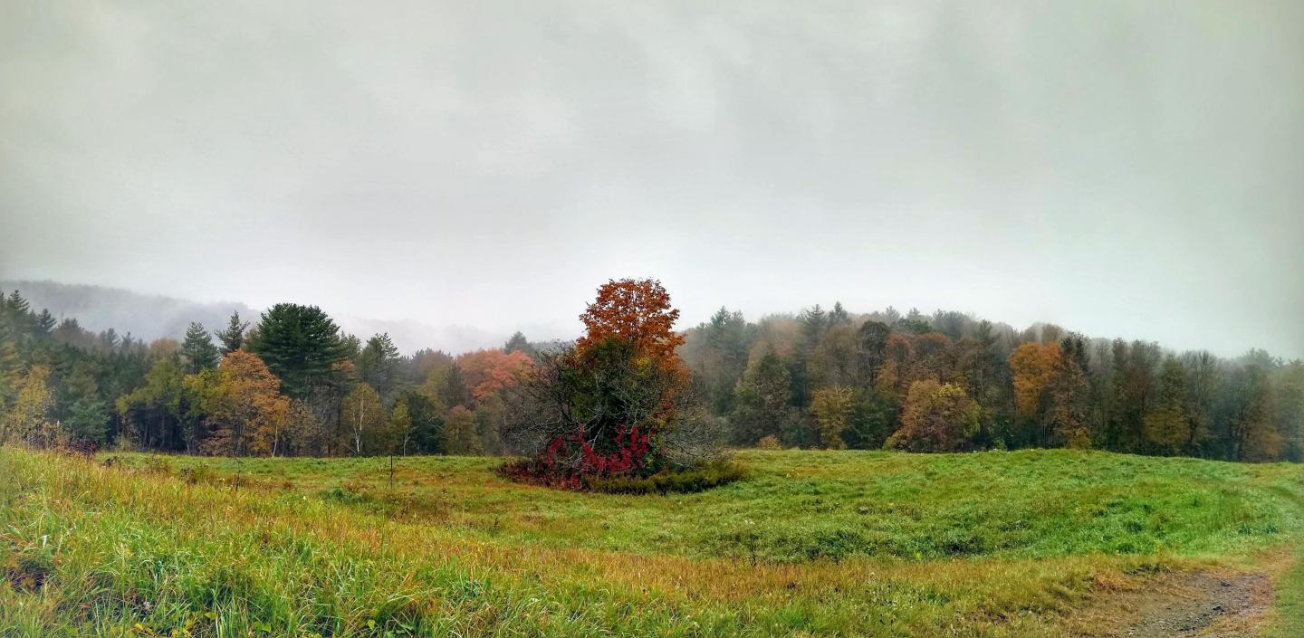 Mt Peg Foliage