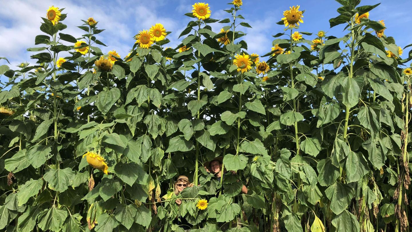 Sunflower House