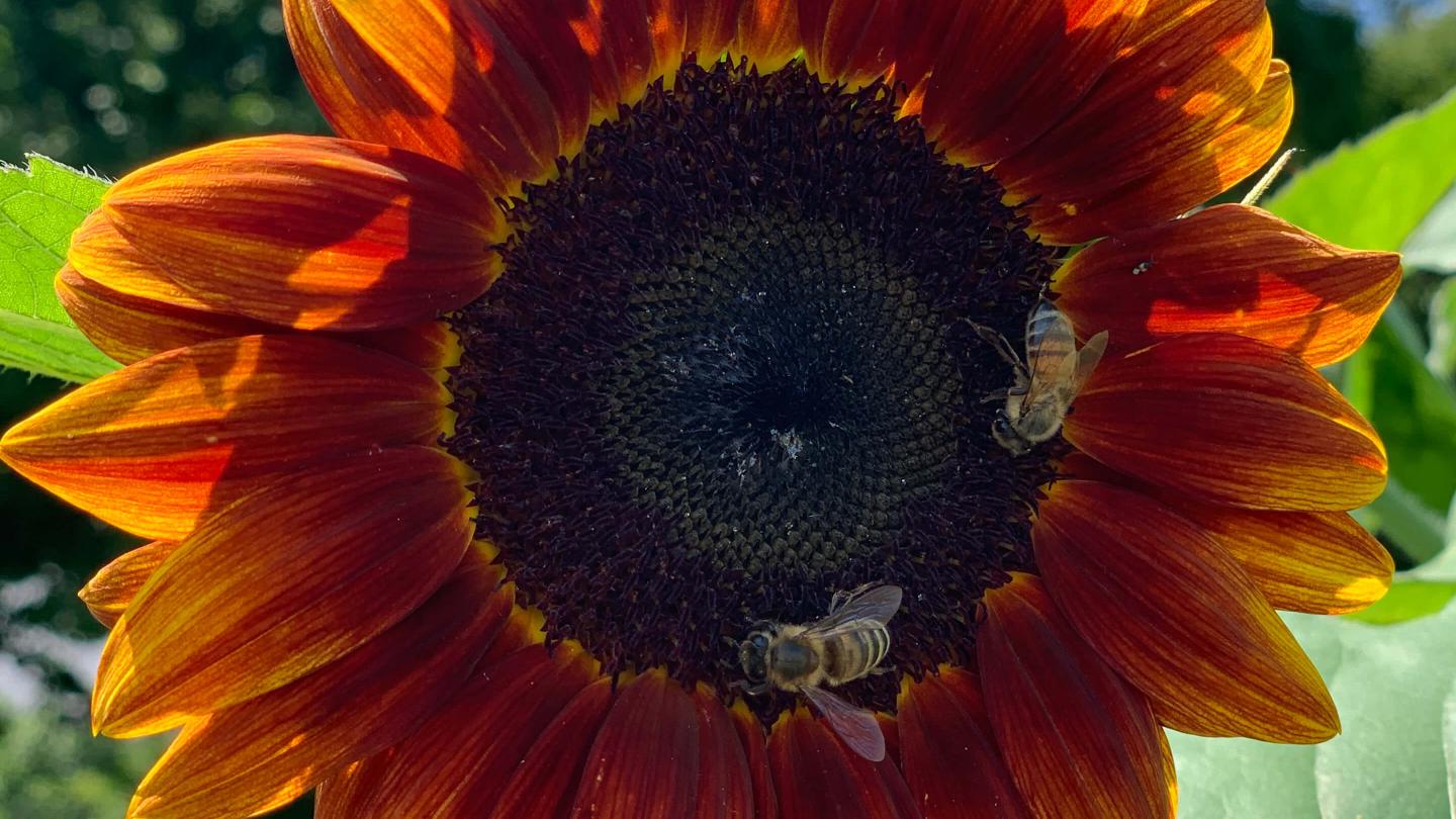 Bees on Sunflower