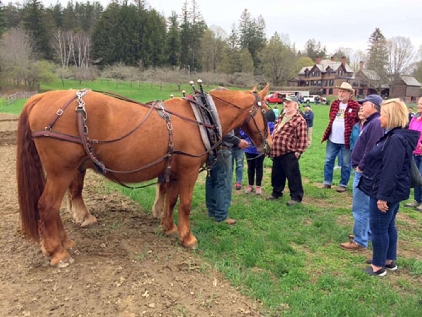 Guests observing draft horses.