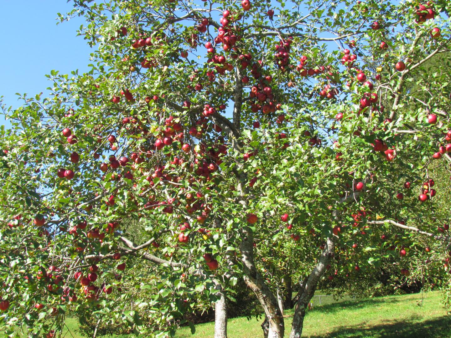Explore the apple orchard during Harvest Weekend. 
