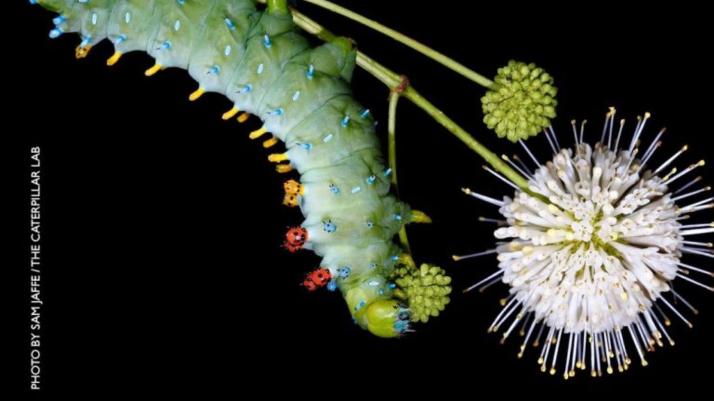 VINS-Insect-Festival-2021
