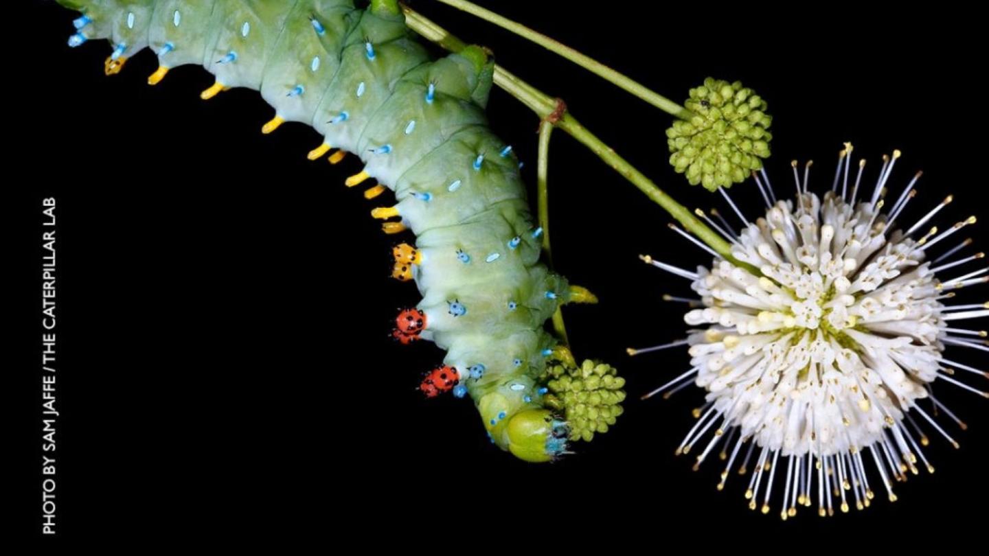 Caterpillar