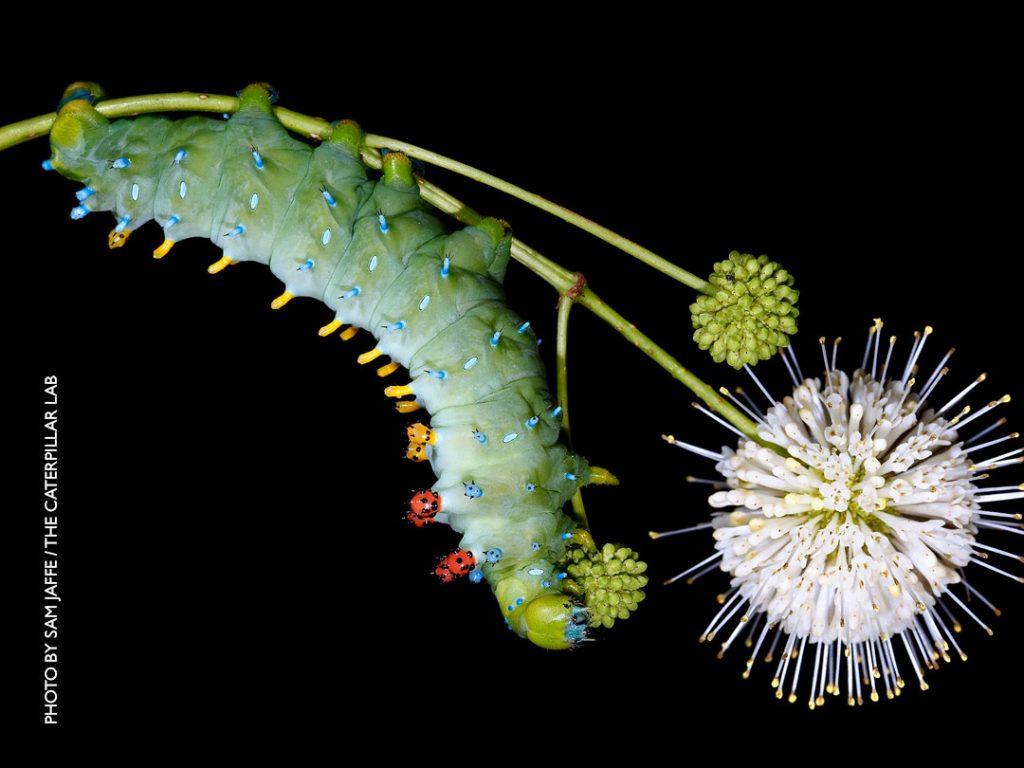 Caterpillar - Sam Jaffee / The Caterpillar Lab