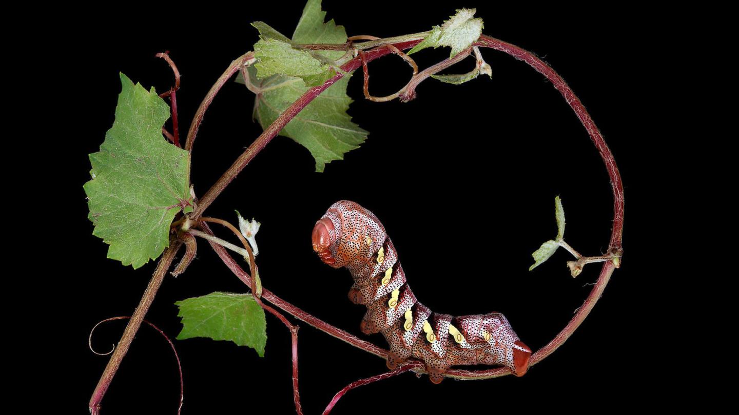 Caterpillar Lab