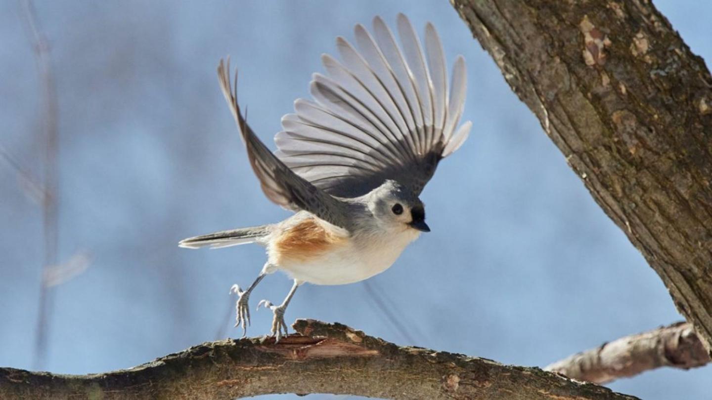 Tufted titmouse in flight