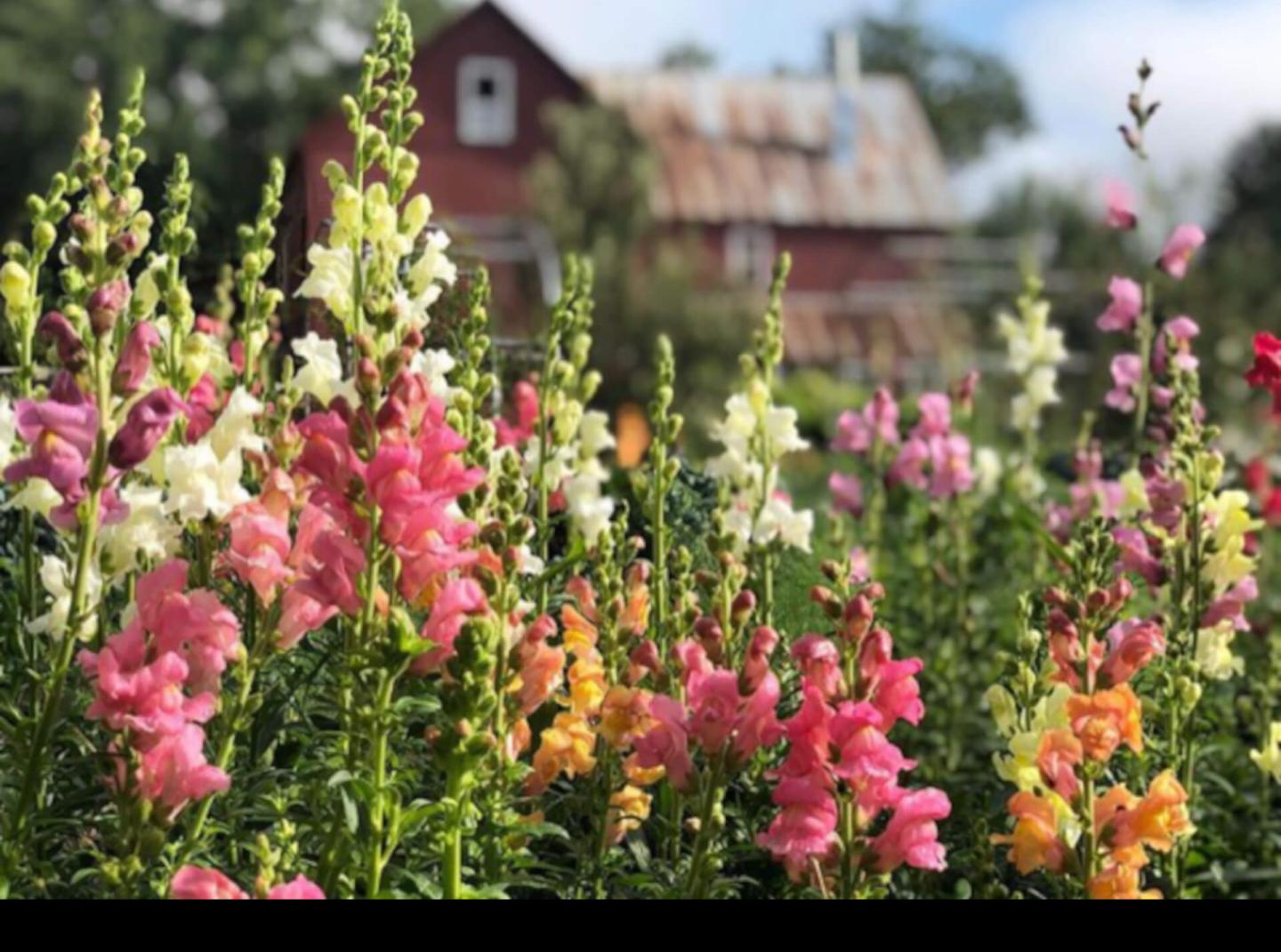 gardens
