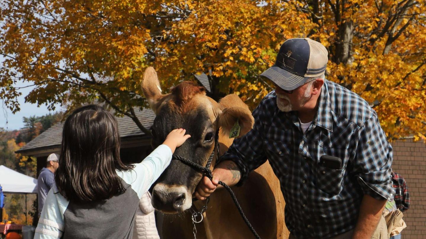 girl meeting a cow in fall