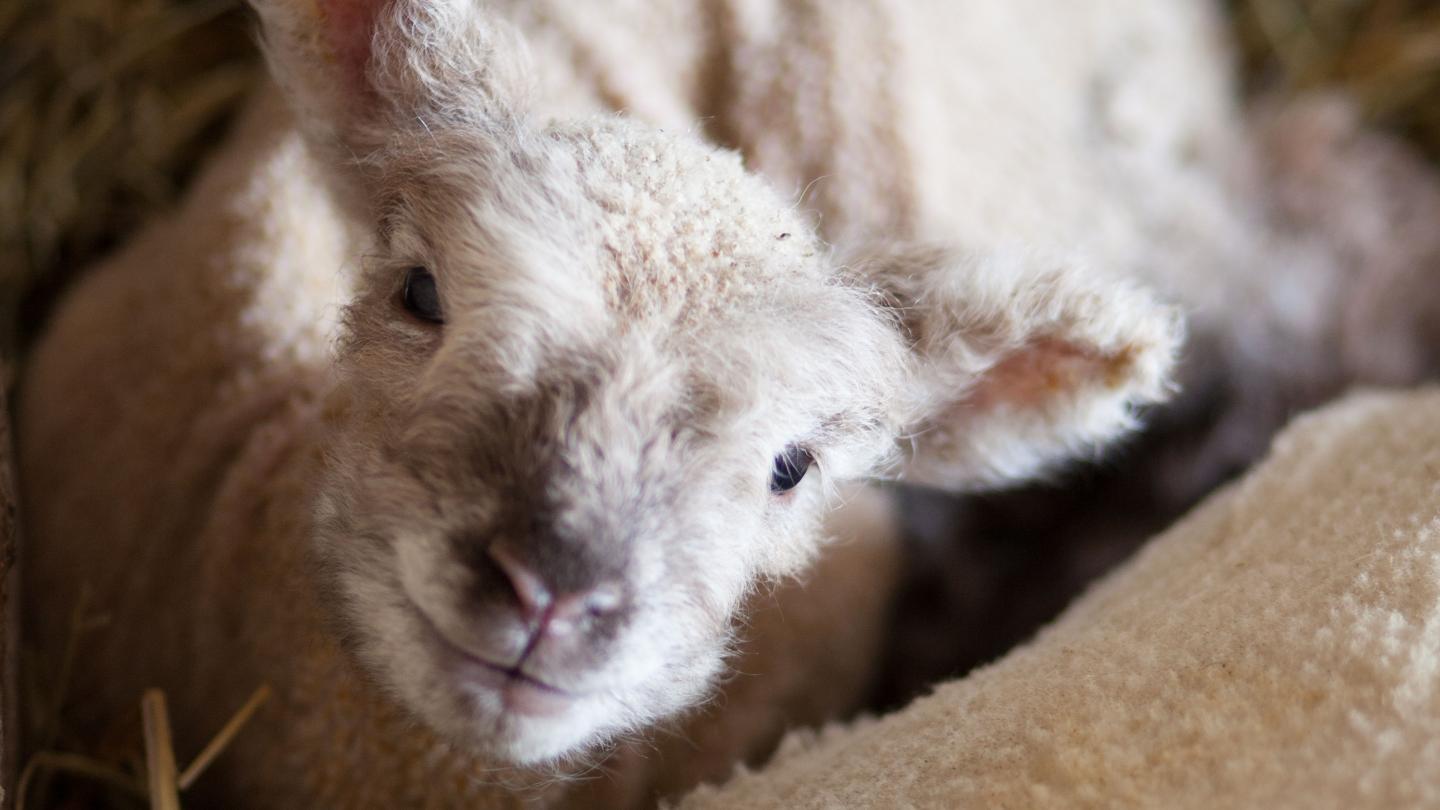 Lambs at Billings Farm