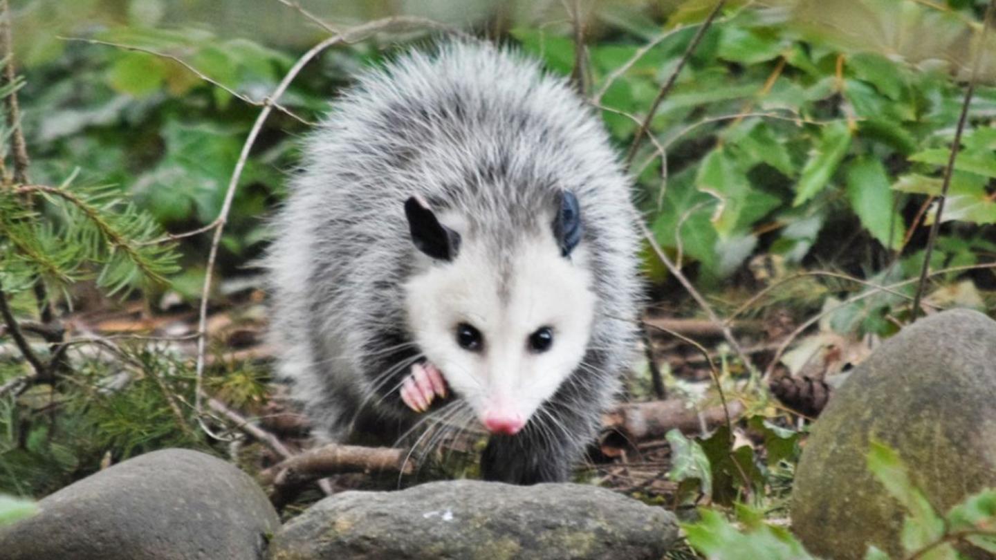 Opossum