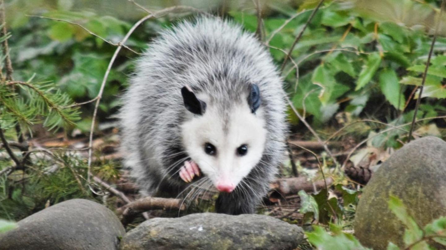 Oppossum