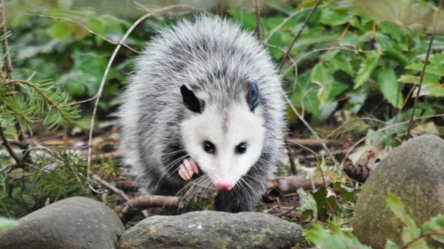 Magnificent Mammal Day