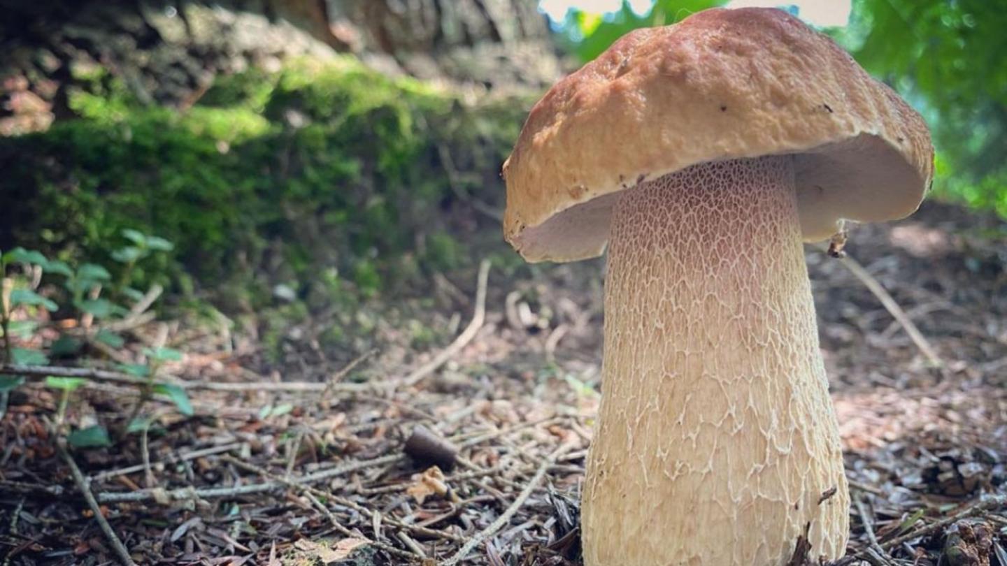 Mushroom in the forest