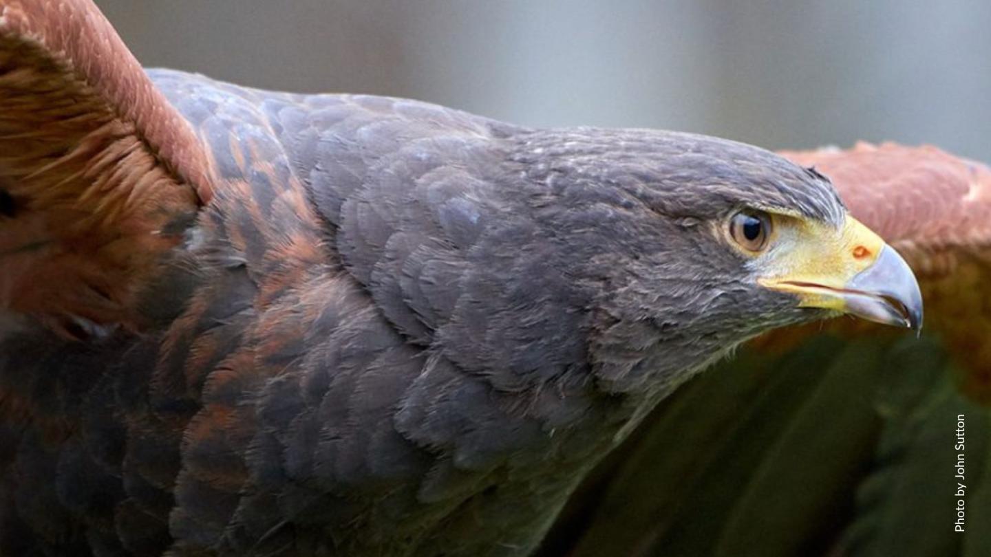 Harris' Hawk photo by John Sutton