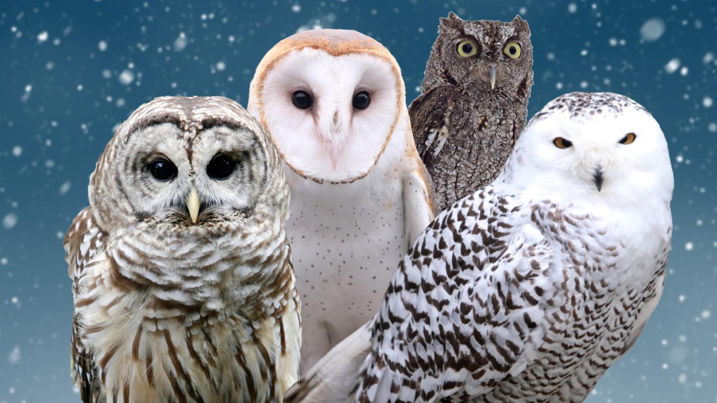 Owl Festival