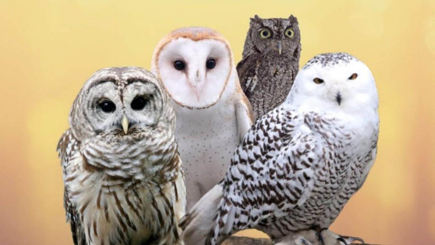 VINS Owl Festival