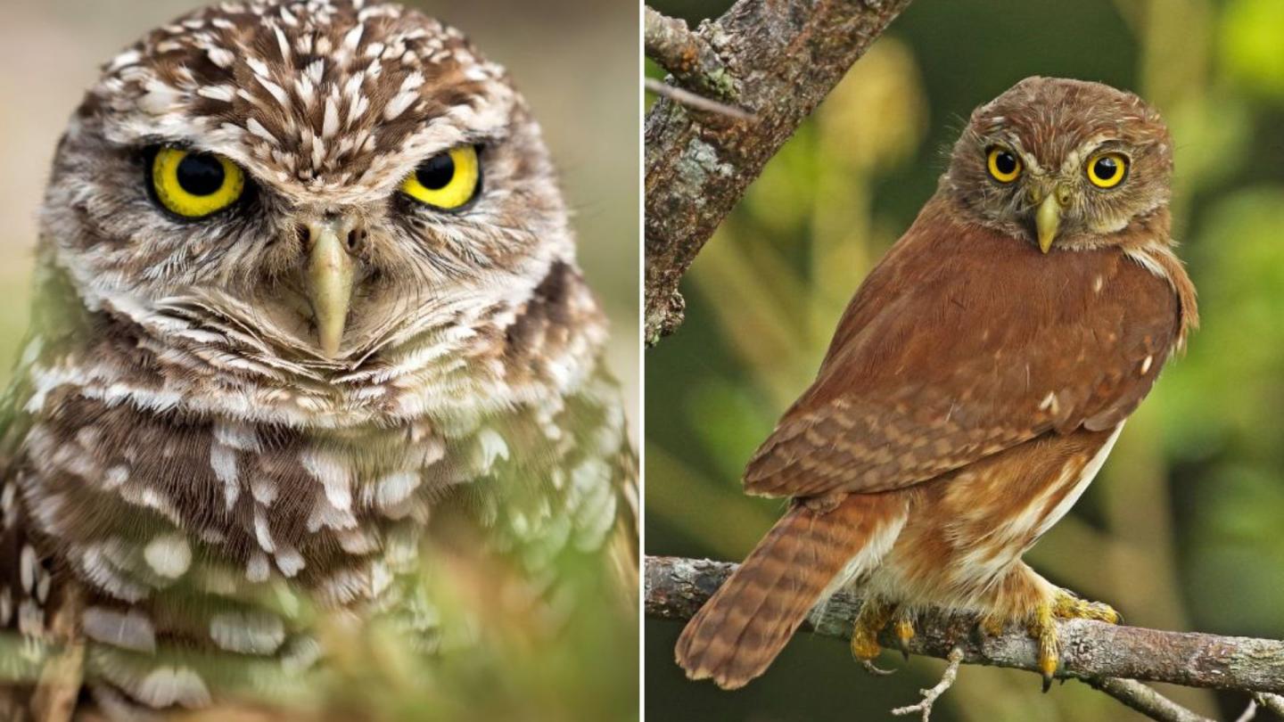 2 owls