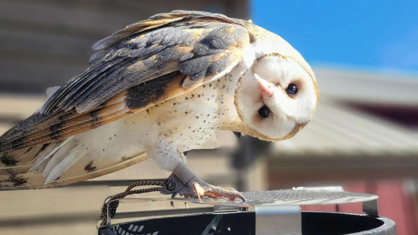 Barn owl