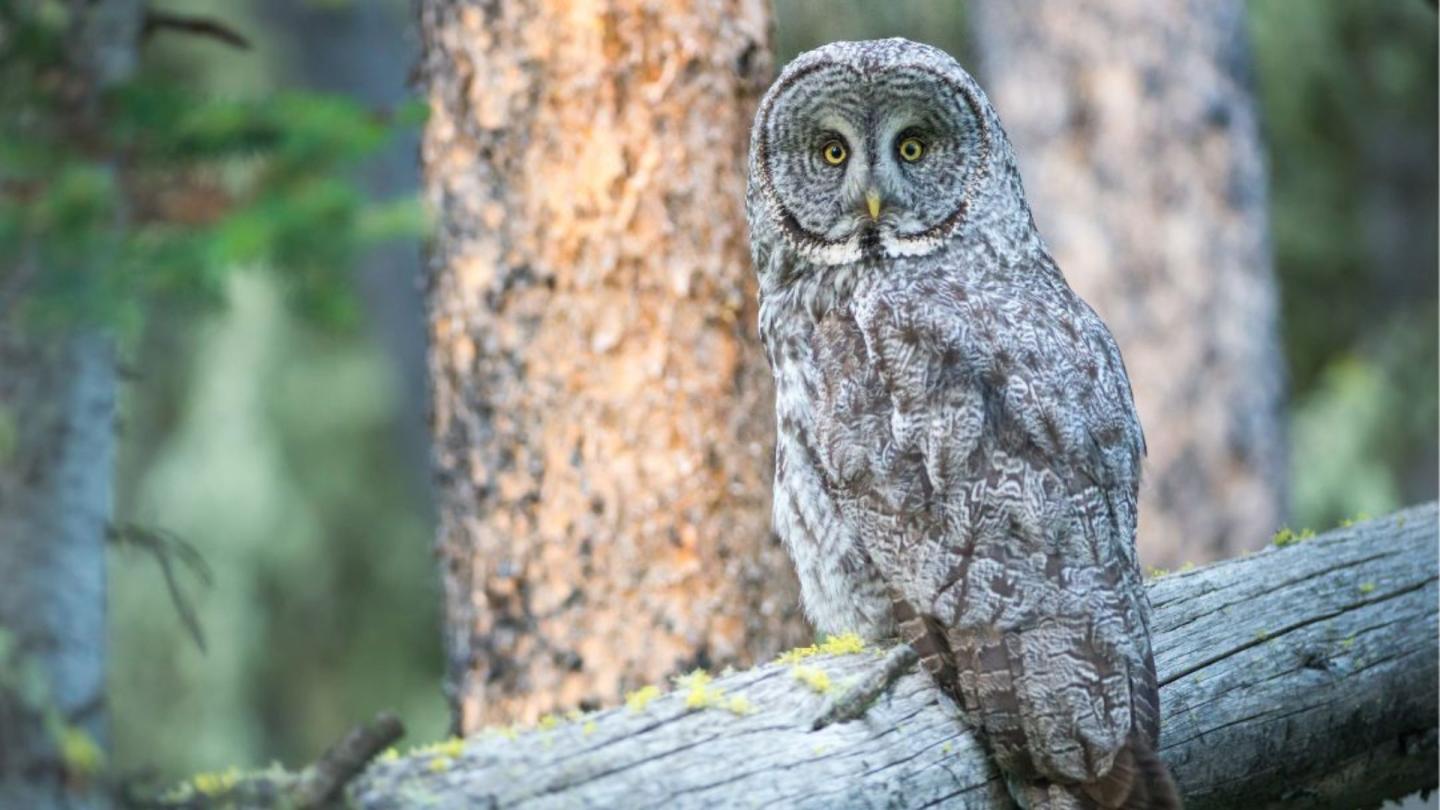 Great Grey Owl