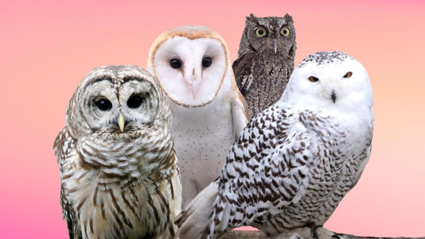 4 owls