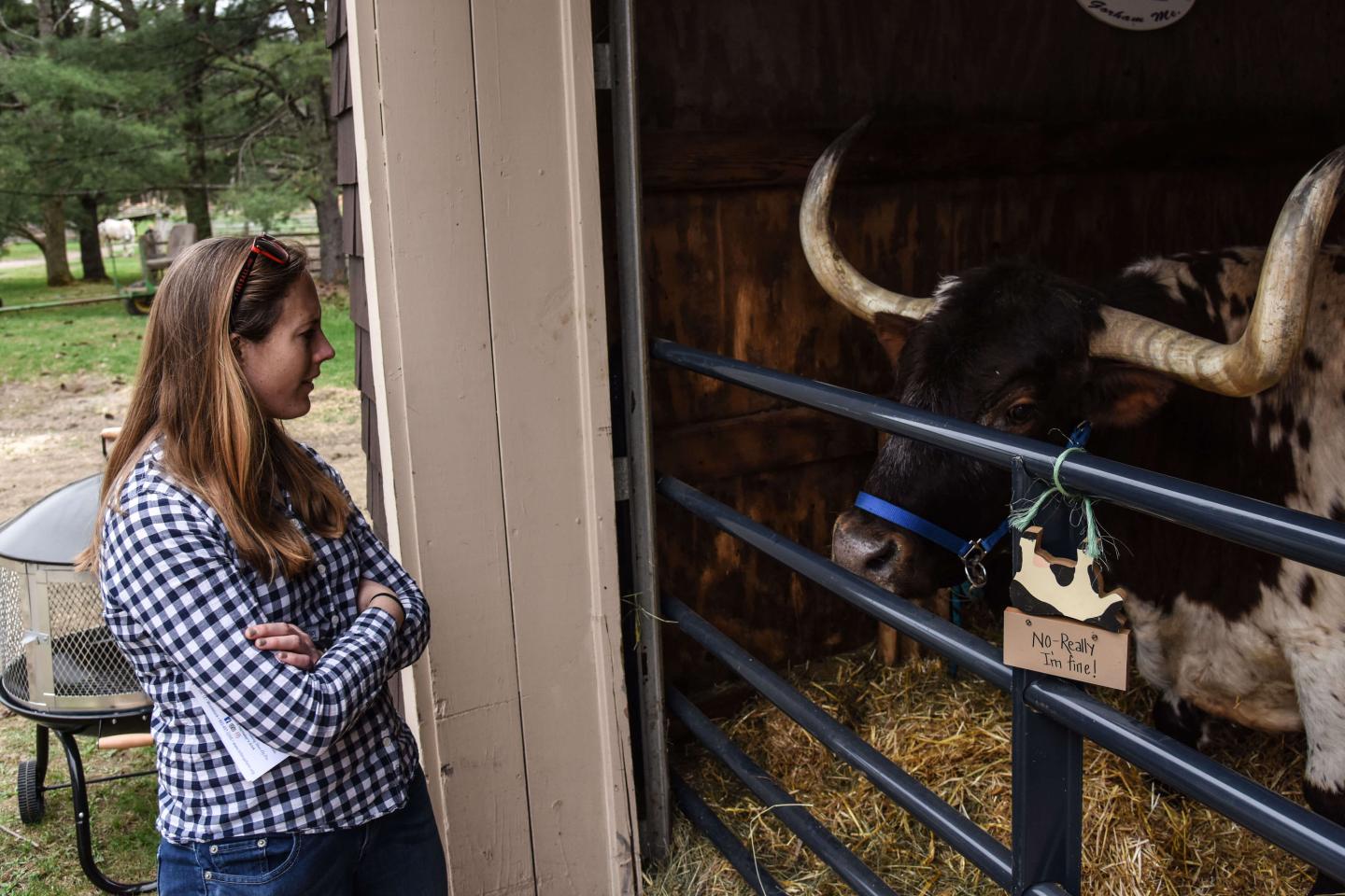 Ox inside barn stall.