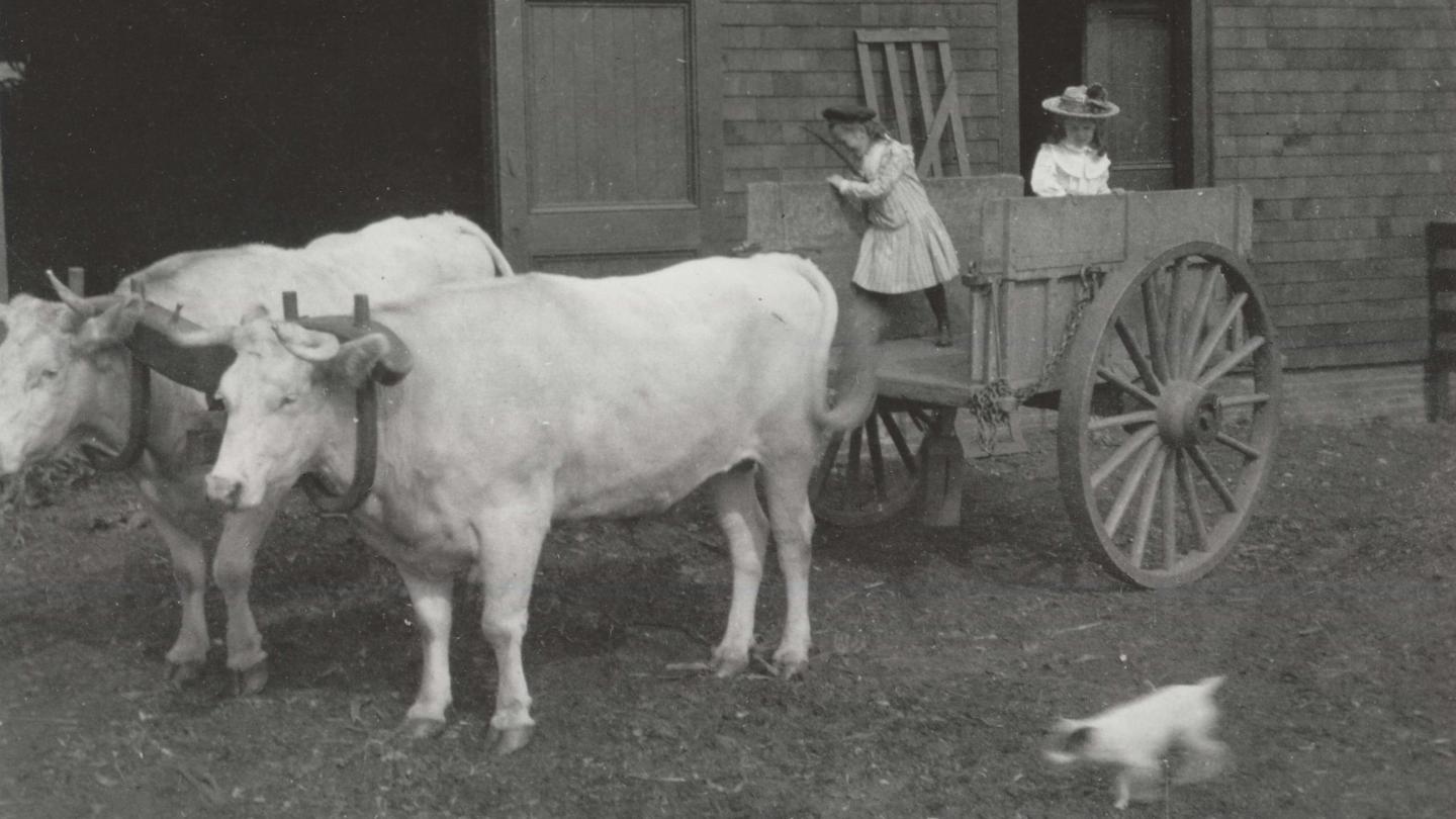 Oxen and children 1901 at Billings