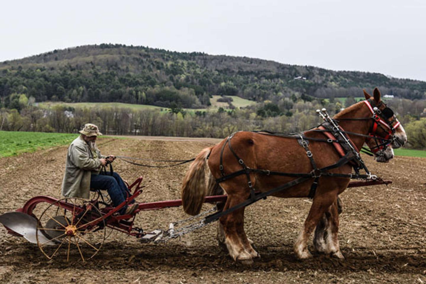 Plowing demonstration with draft horses.