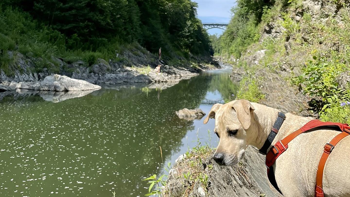 Quechee Gorge Dog Hikes