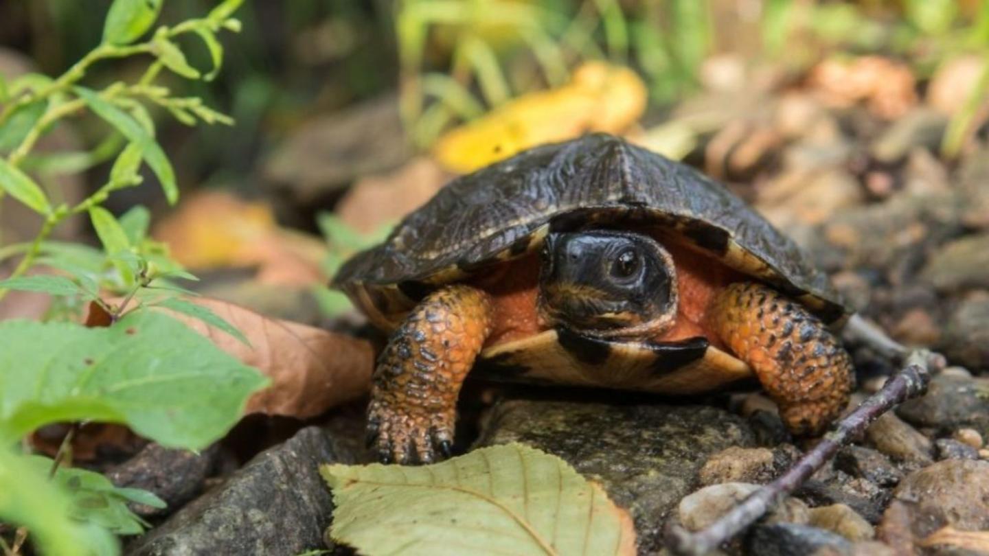 Wood Turtle