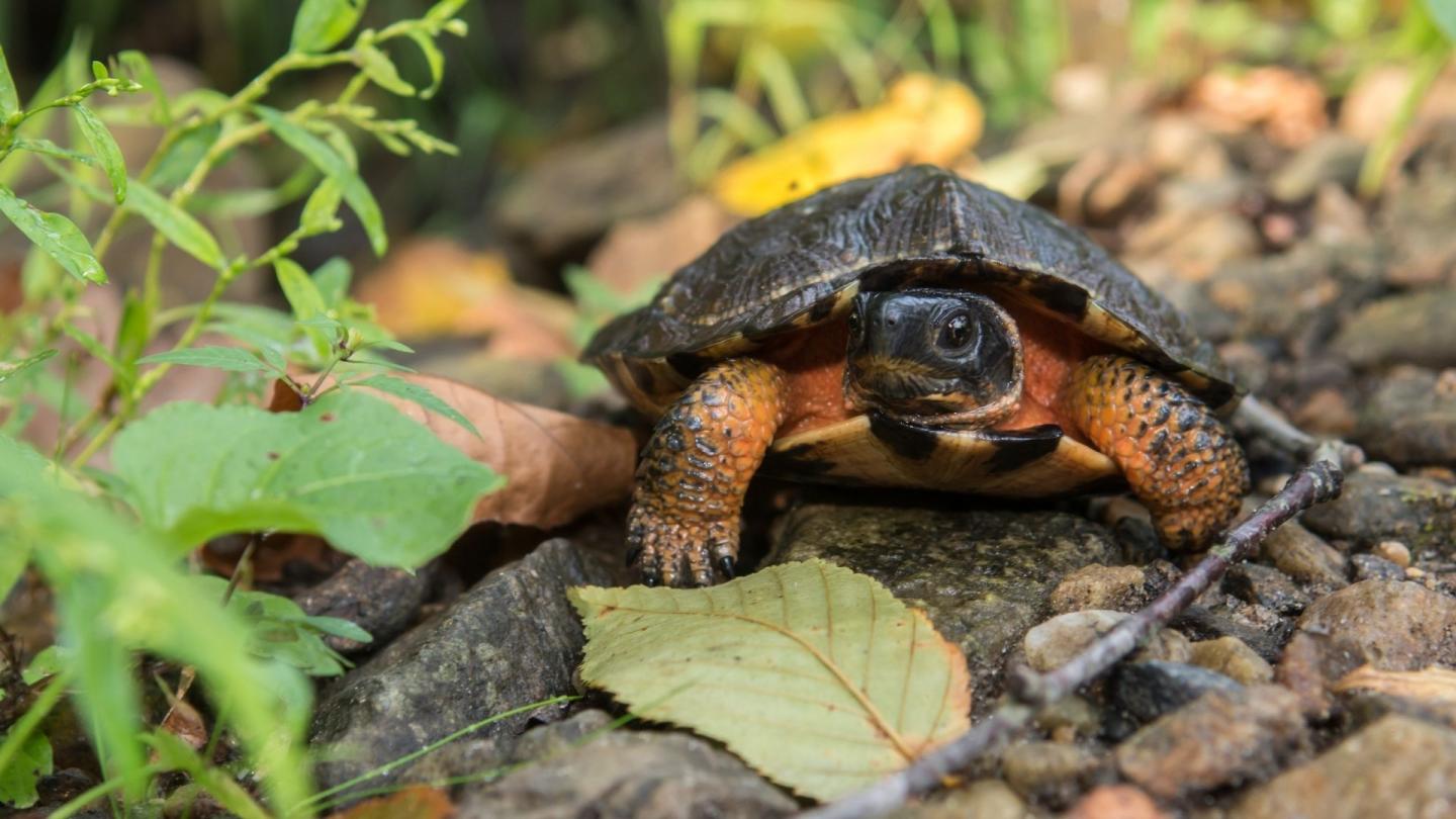 Wood turtle in the forest