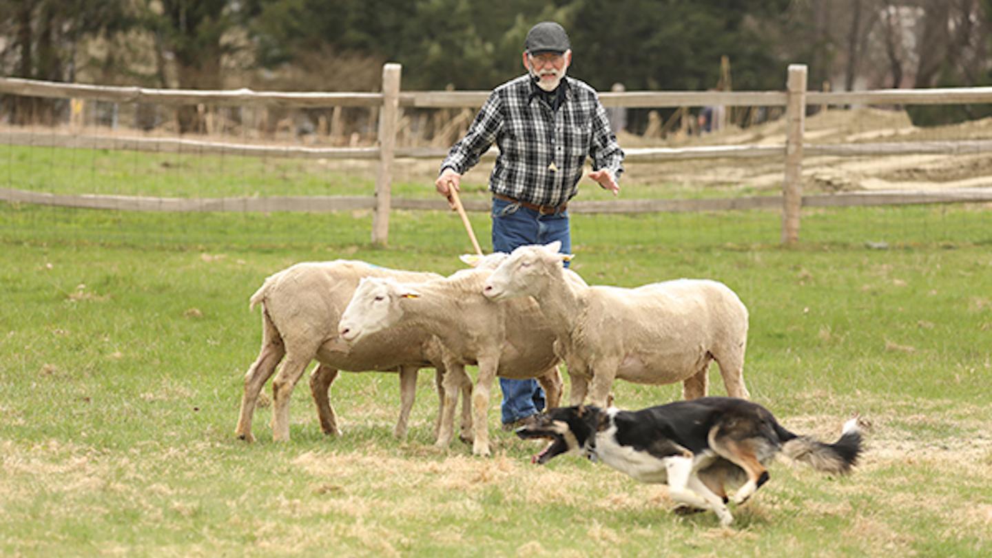 Border collie, sheep, and shepherd in front of a fence on grass.