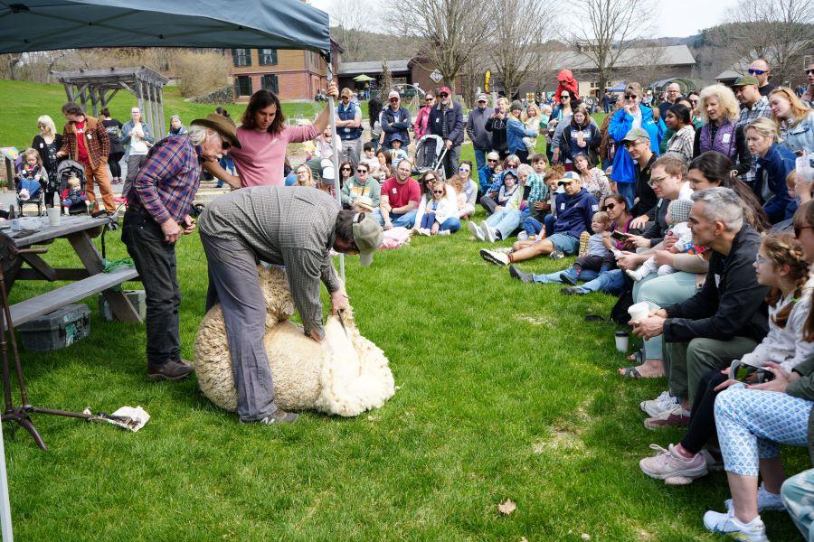 Sheep Shearing 