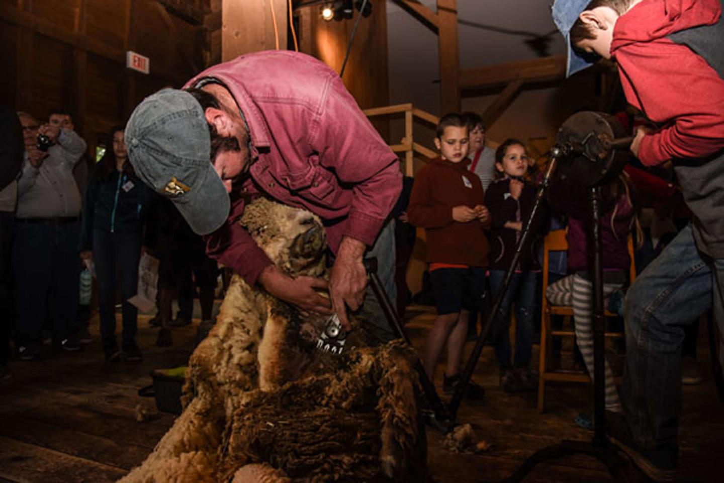 Sheep shearing from a distance.