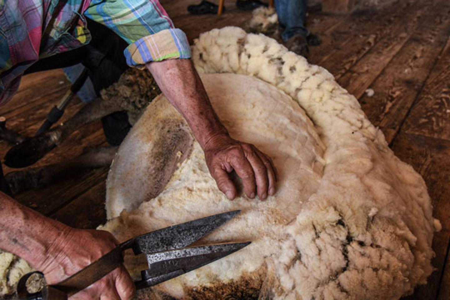 Close-up of sheep shearing.