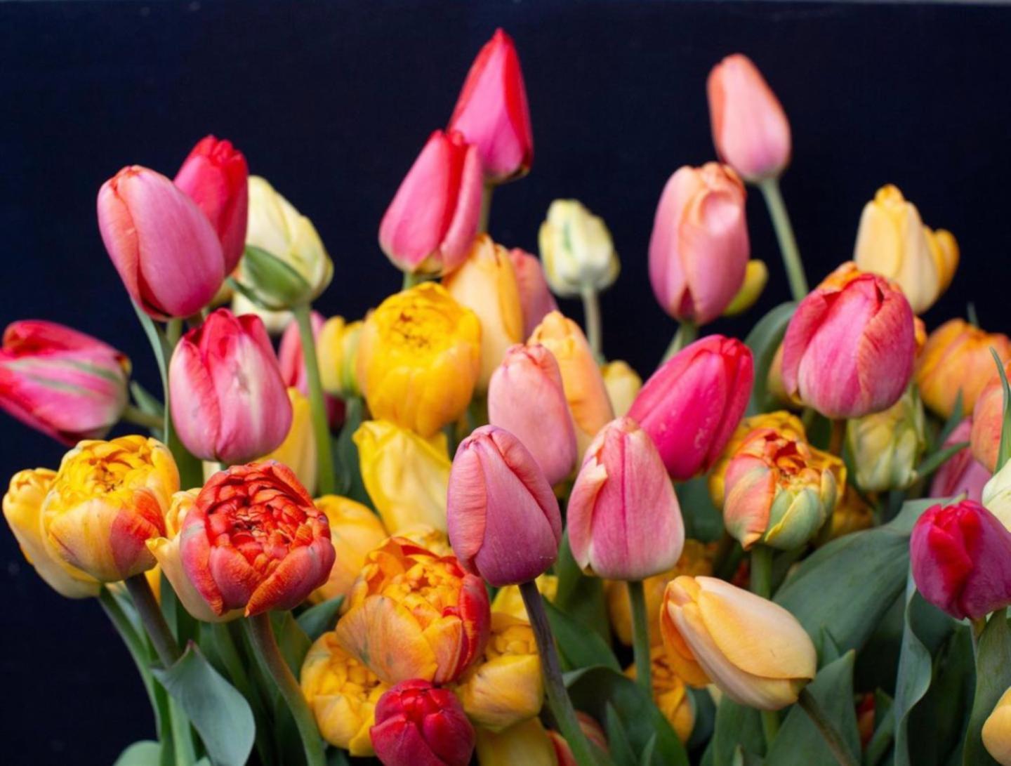 Spring Flowers