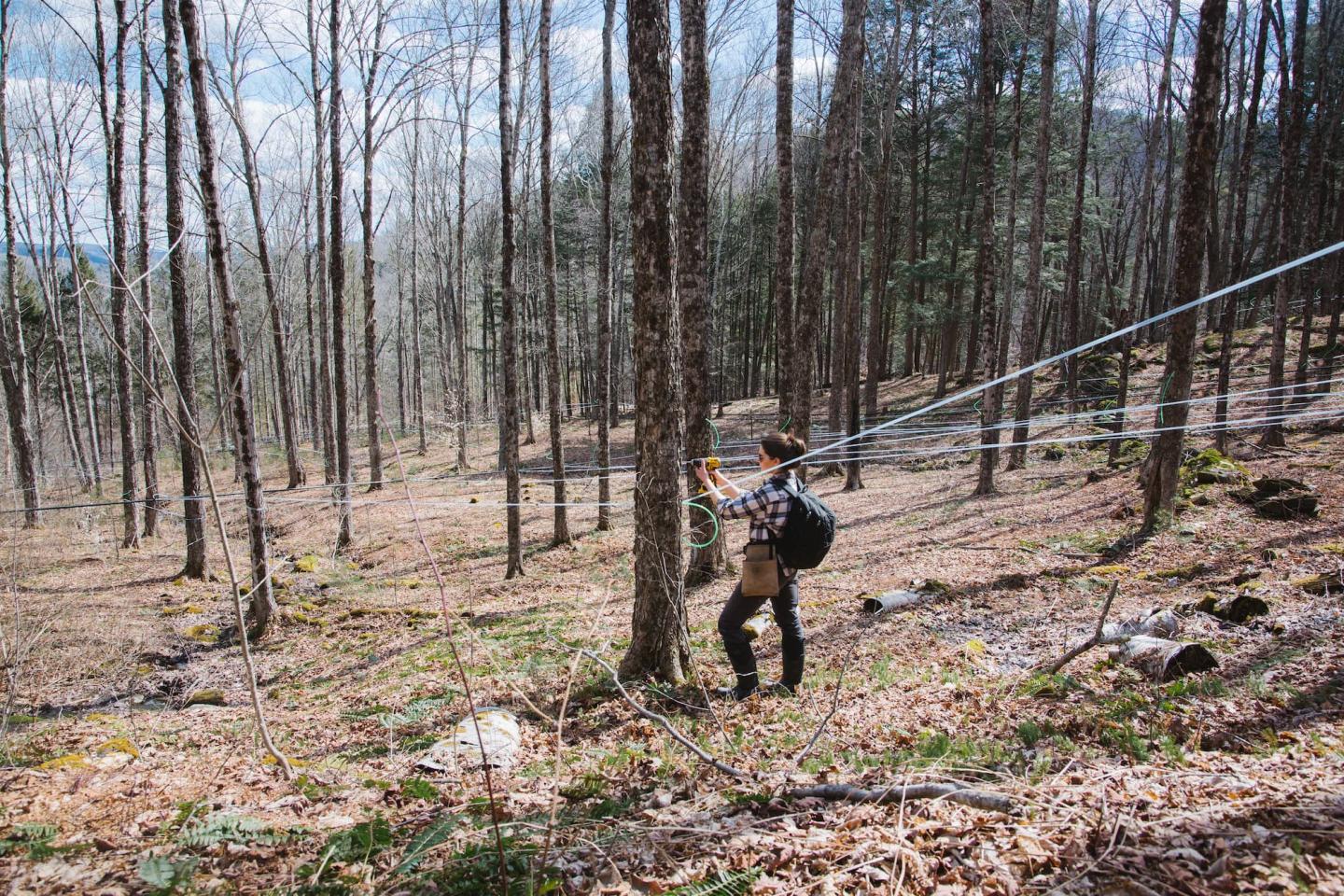 Tapping Maple Trees