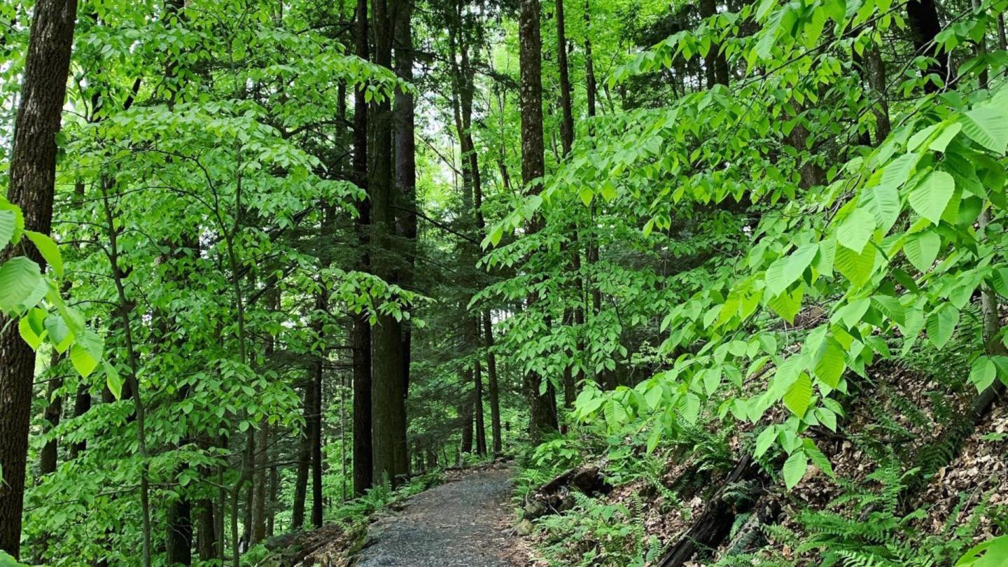 Mt. Tom Trail Summer Green