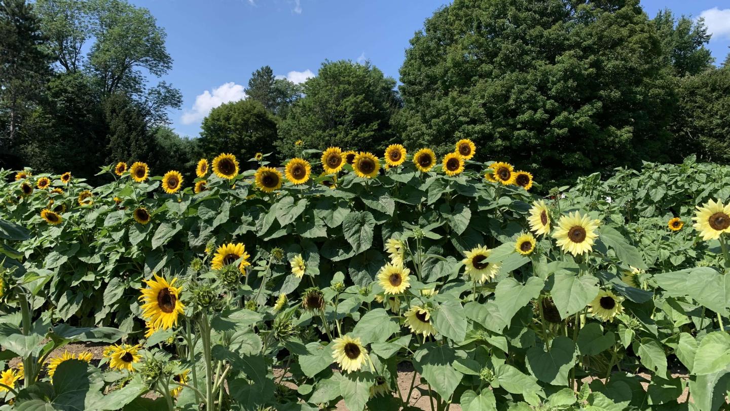 Sunflowers