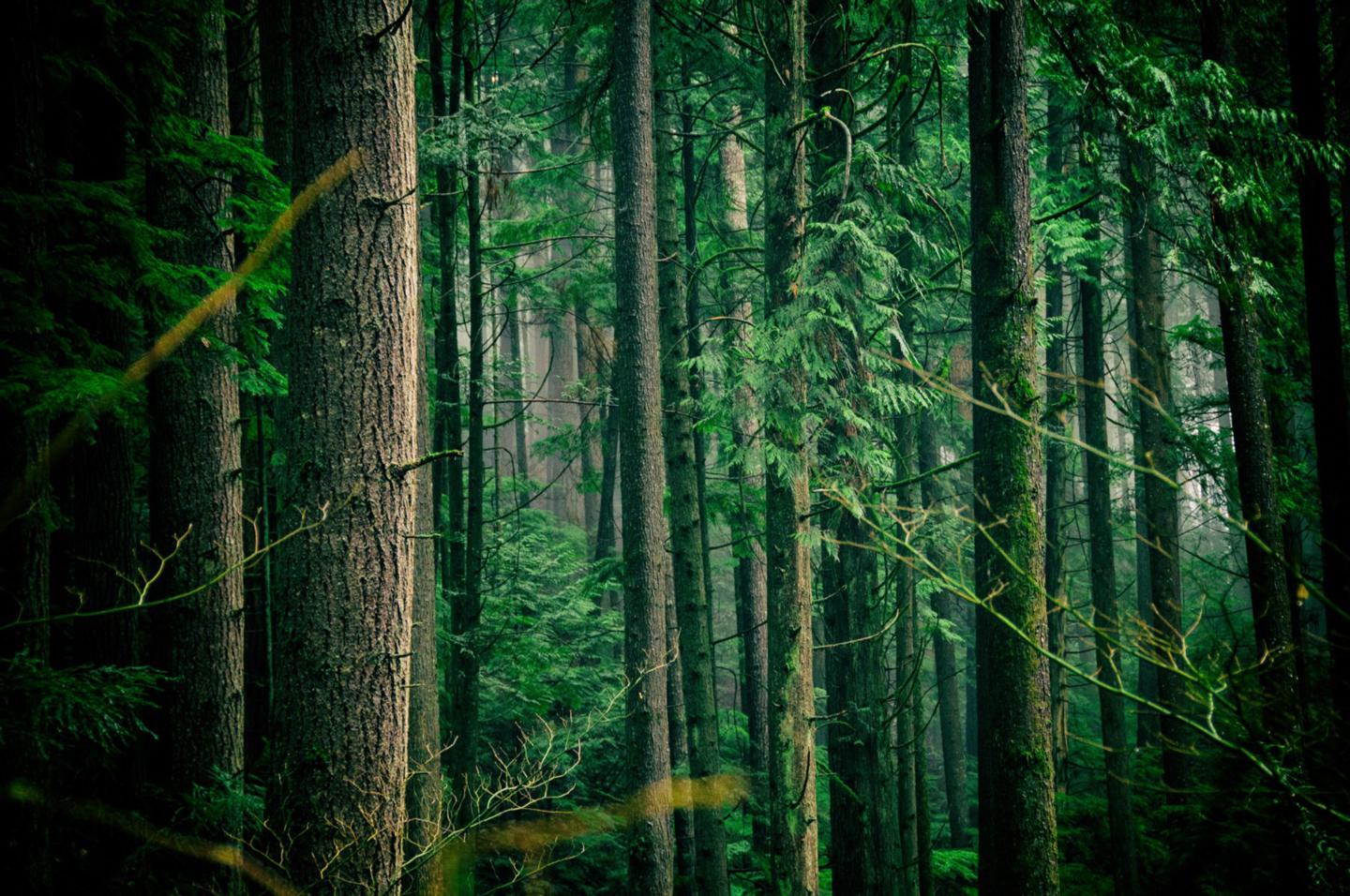Trees