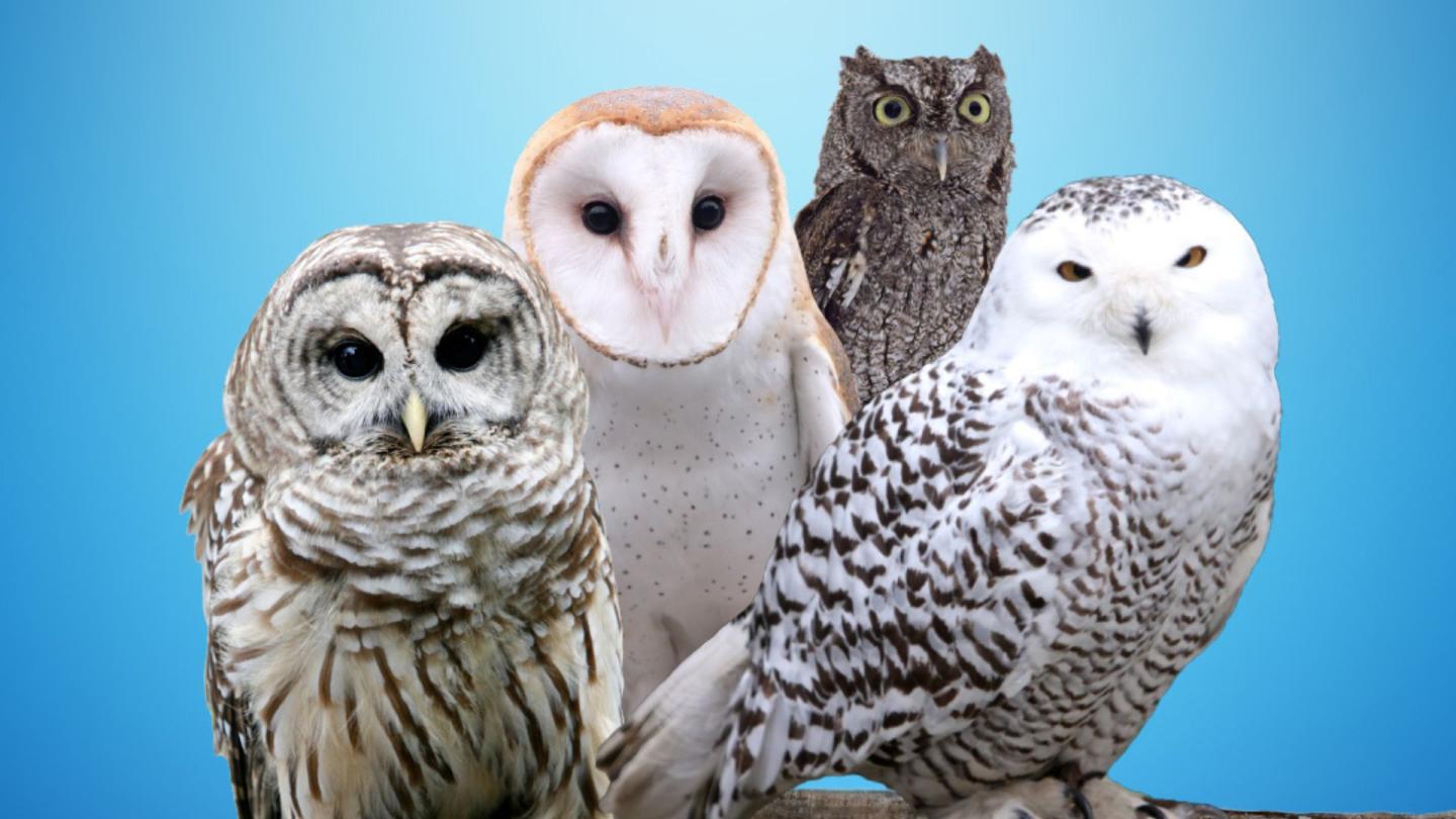 Owls