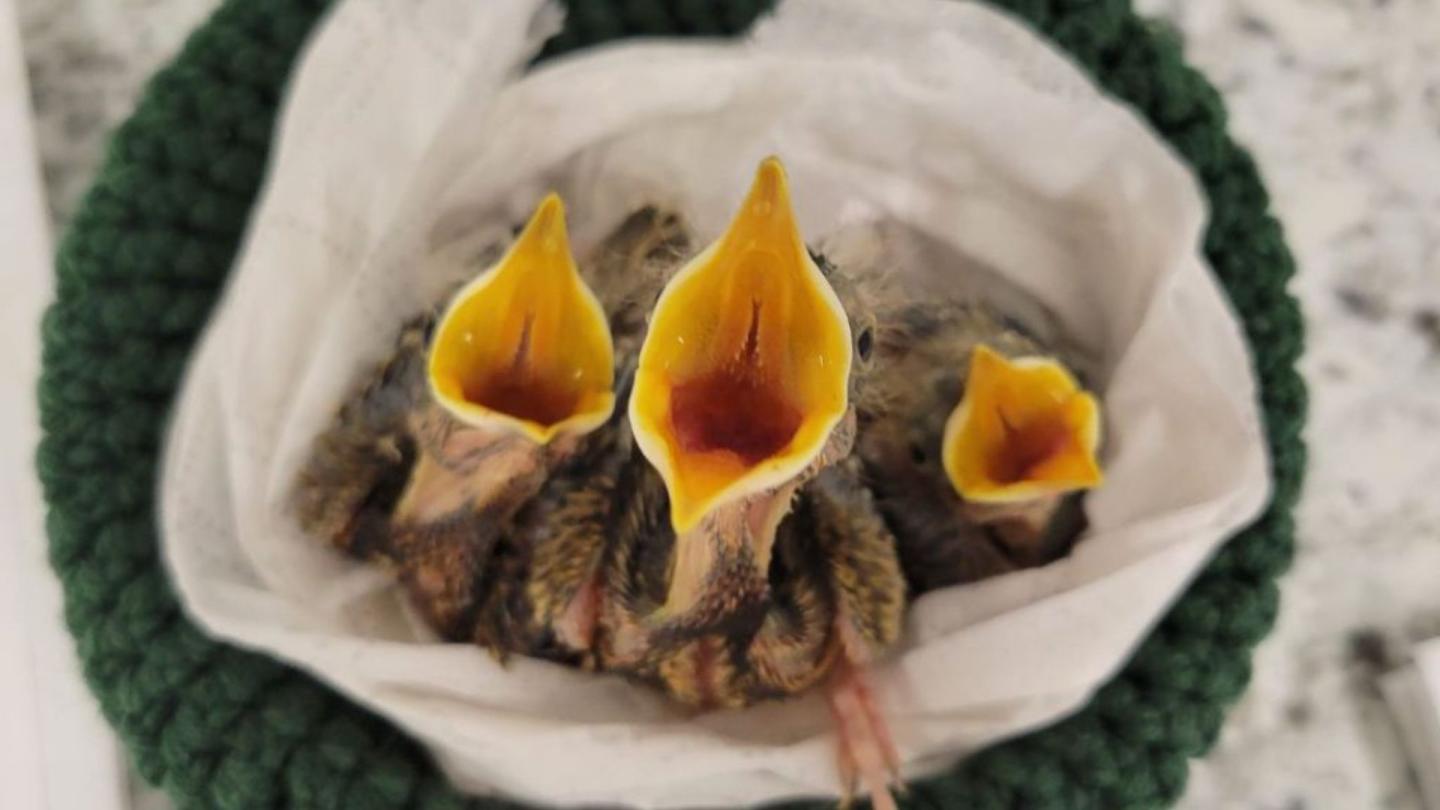 Baby Birds