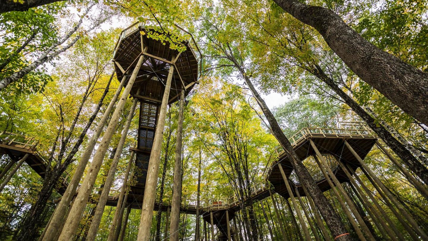 VINS Forest Canopy Walk from below