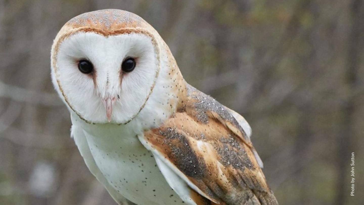 Barn Owl photo by John Sutton