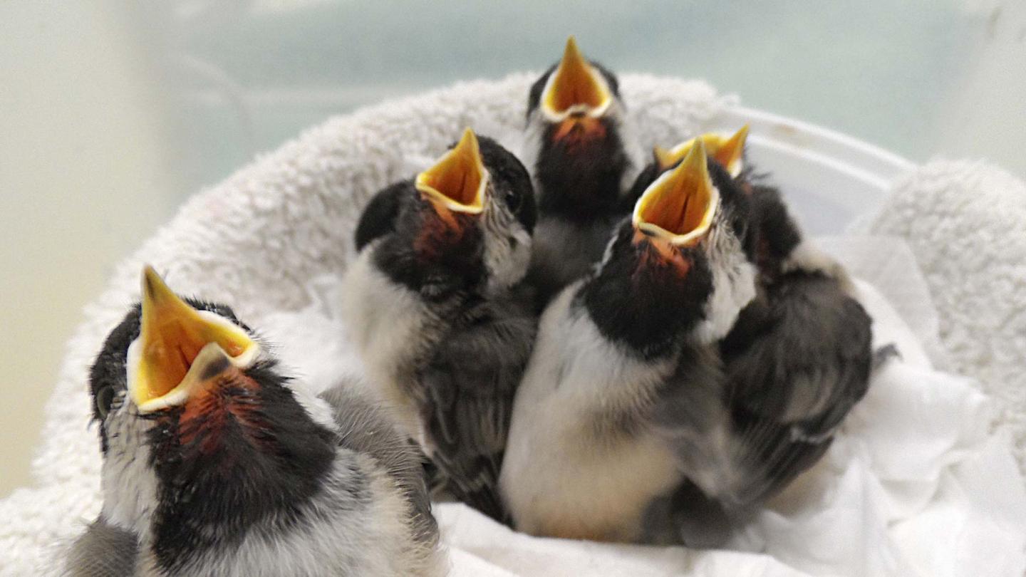 VINS Wild Bird Rehab