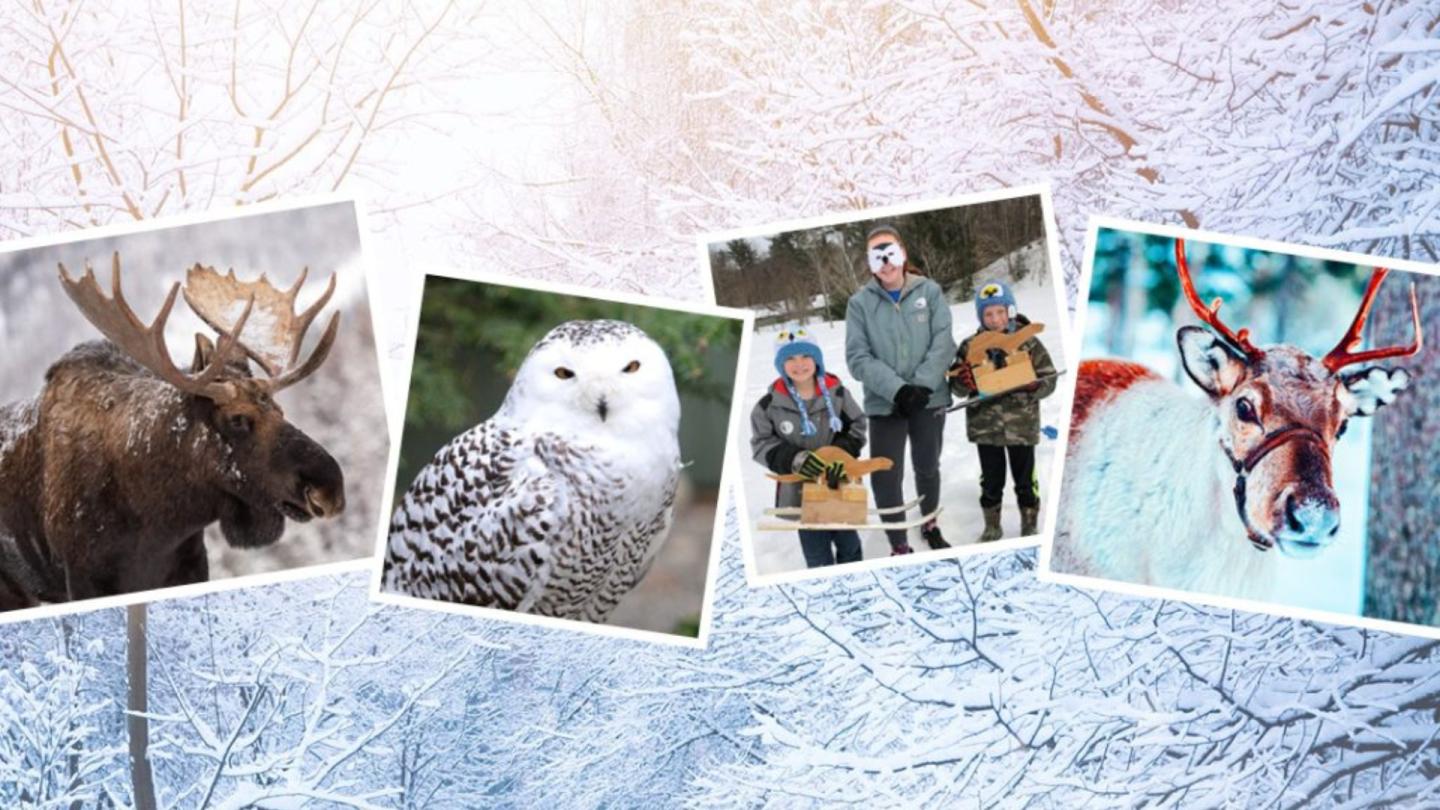 Winter Wildlife